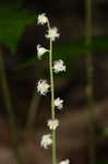 Miterwort